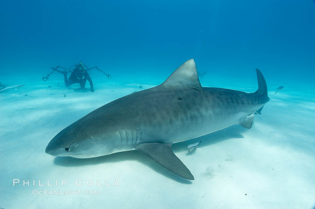 Tiger shark. Bahamas, Galeocerdo cuvier, natural history stock photograph, photo id 10705
