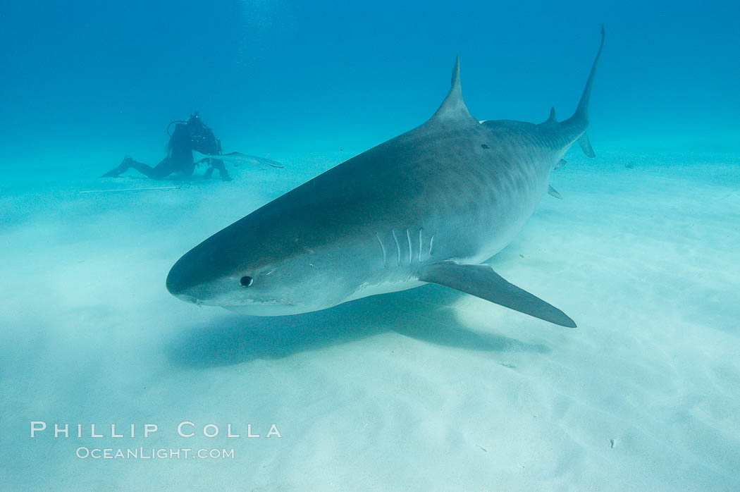 Tiger shark. Bahamas, Galeocerdo cuvier, natural history stock photograph, photo id 10709