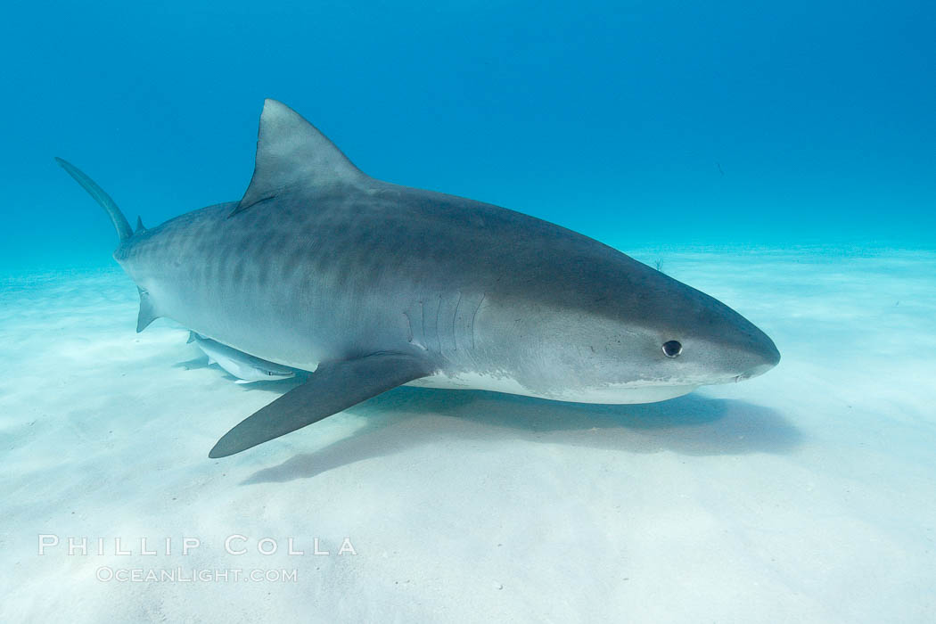 Tiger shark. Bahamas, Galeocerdo cuvier, natural history stock photograph, photo id 10717
