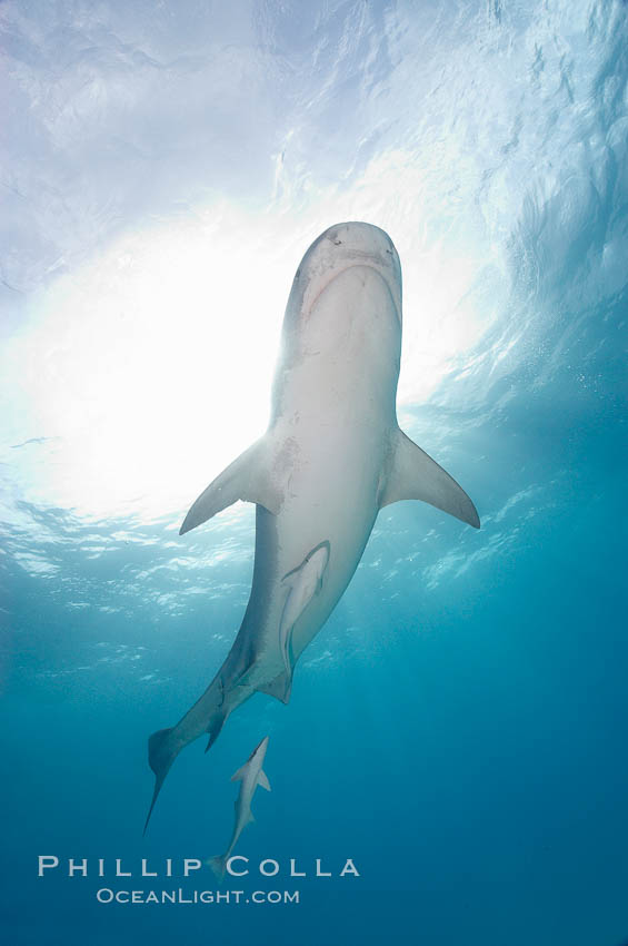Tiger shark and live sharksucker (remora). Bahamas, Echeneis naucrates, Galeocerdo cuvier, natural history stock photograph, photo id 10654