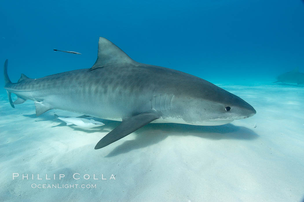 Tiger shark and live sharksucker (remora). Bahamas, Echeneis naucrates, Galeocerdo cuvier, natural history stock photograph, photo id 10658