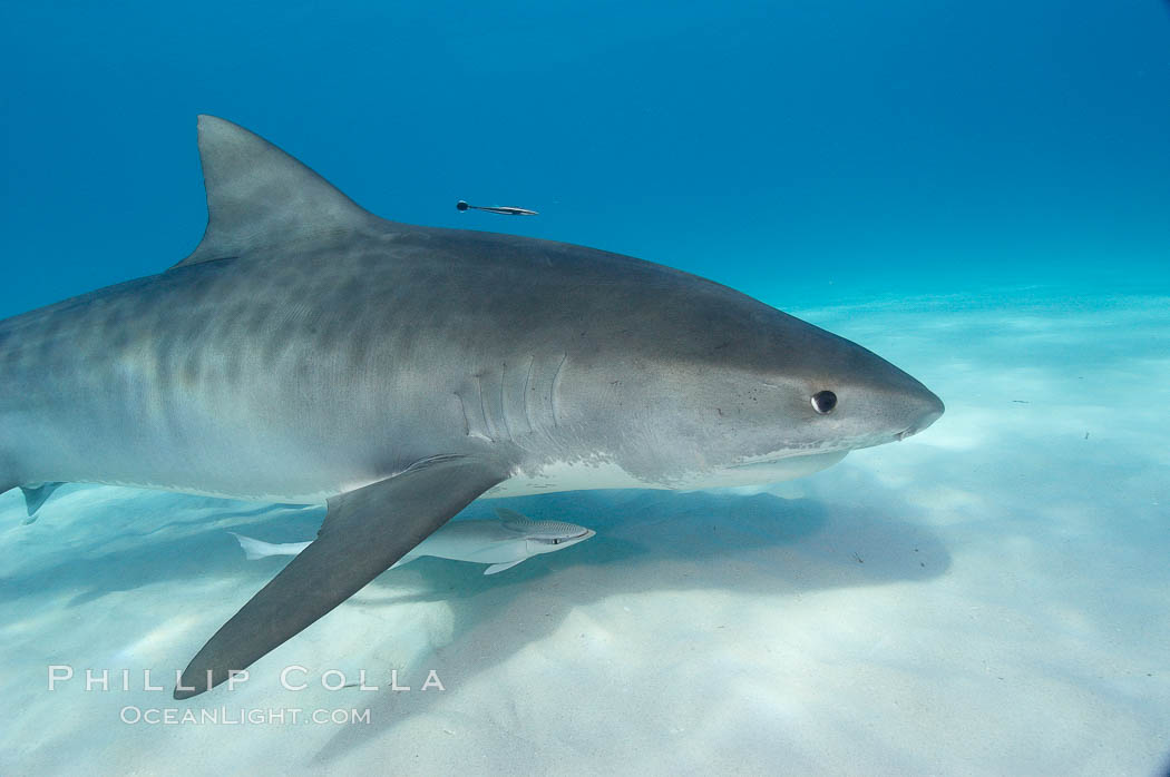 Tiger shark and live sharksucker (remora). Bahamas, Echeneis naucrates, Galeocerdo cuvier, natural history stock photograph, photo id 10666