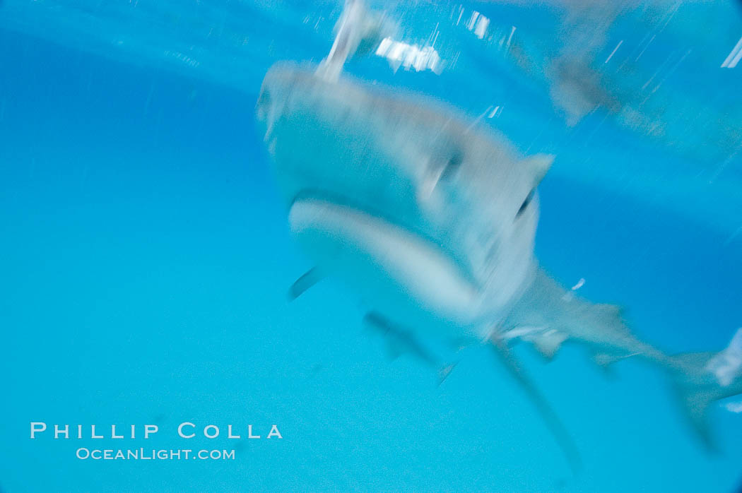 Tiger shark bumps the camera, photographed with a polecam (a camera on a long pole triggered from above the water, used by photographers who are too afraid to get in the water). Bahamas, Galeocerdo cuvier, natural history stock photograph, photo id 10750