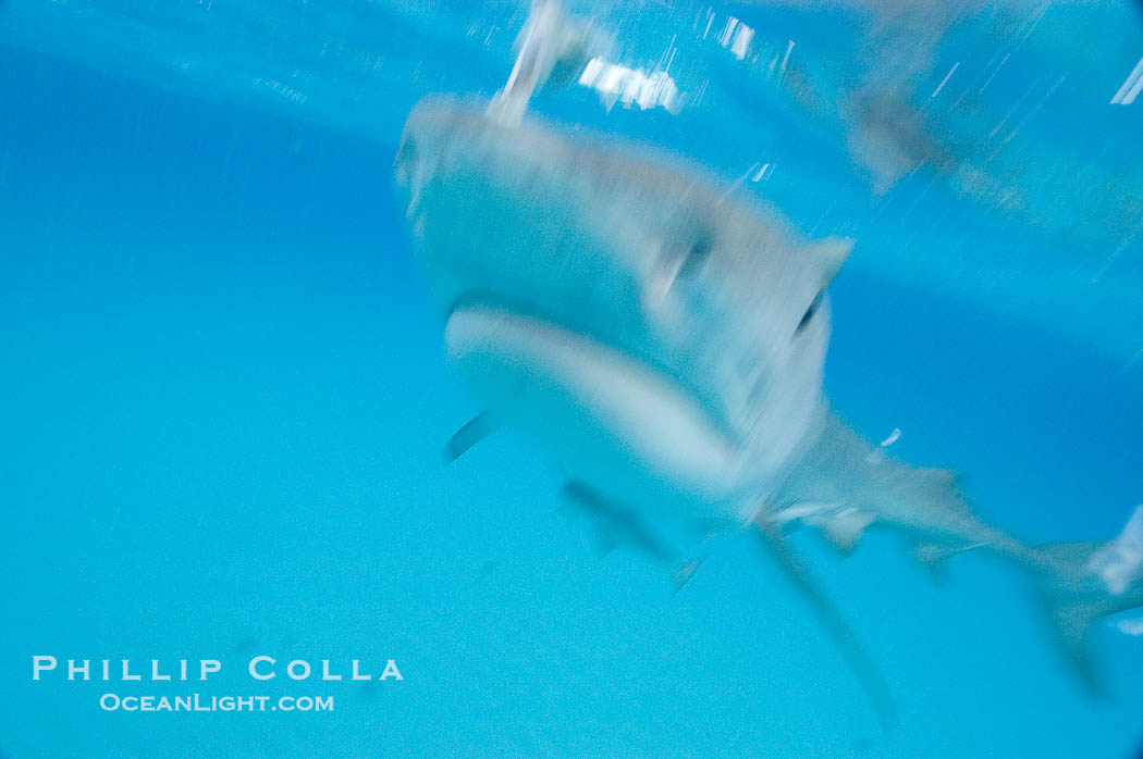 Tiger shark bumps the camera, photographed with a polecam (a camera on a long pole triggered from above the water, used by photographers who are too afraid to get in the water)., Galeocerdo cuvier, natural history stock photograph, photo id 10750