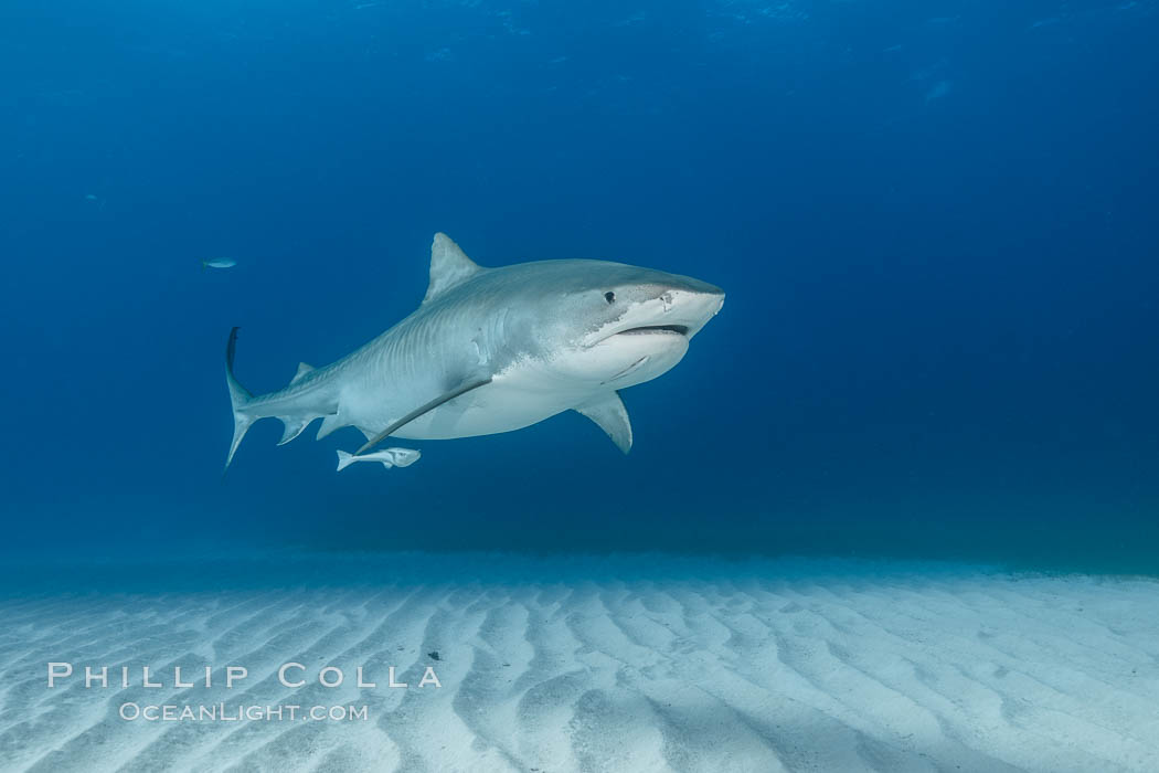 Panorama of large Tiger shark over white sand. Bahamas, Galeocerdo cuvier, natural history stock photograph, photo id 31905