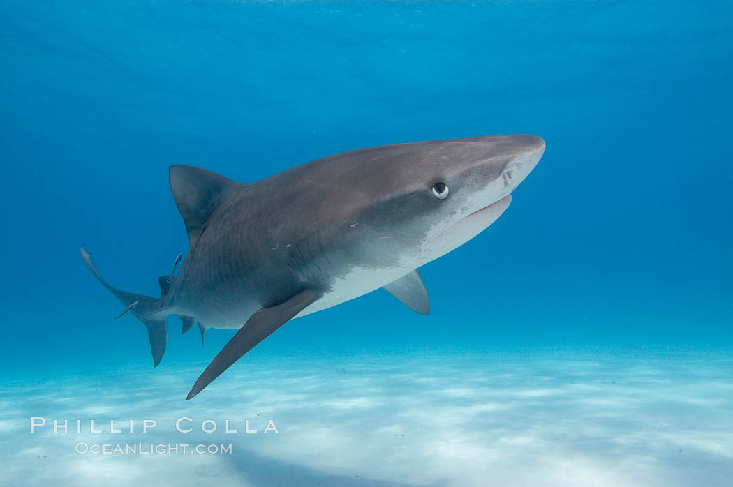 Tiger shark. Bahamas, Galeocerdo cuvier, natural history stock photograph, photo id 10648