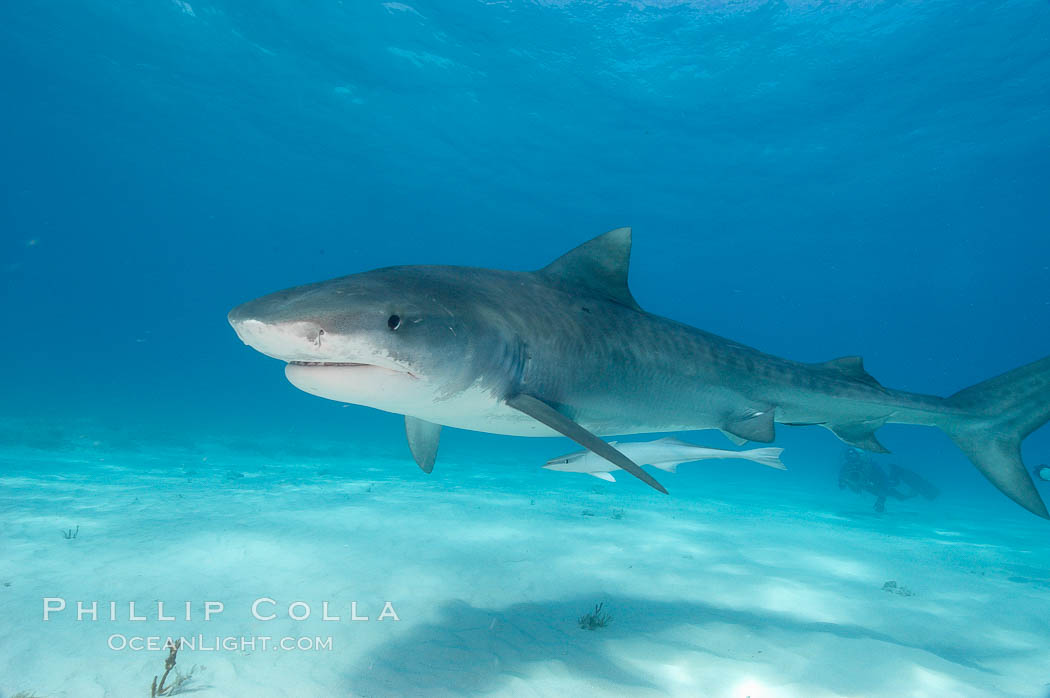 Tiger shark and live sharksucker (remora). Bahamas, Echeneis naucrates, Galeocerdo cuvier, natural history stock photograph, photo id 10652