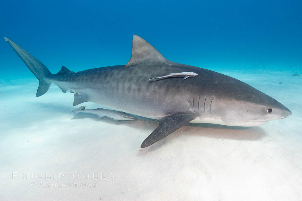 Tiger shark and live sharksucker (remora). Bahamas, Echeneis naucrates, Galeocerdo cuvier, natural history stock photograph, photo id 10647