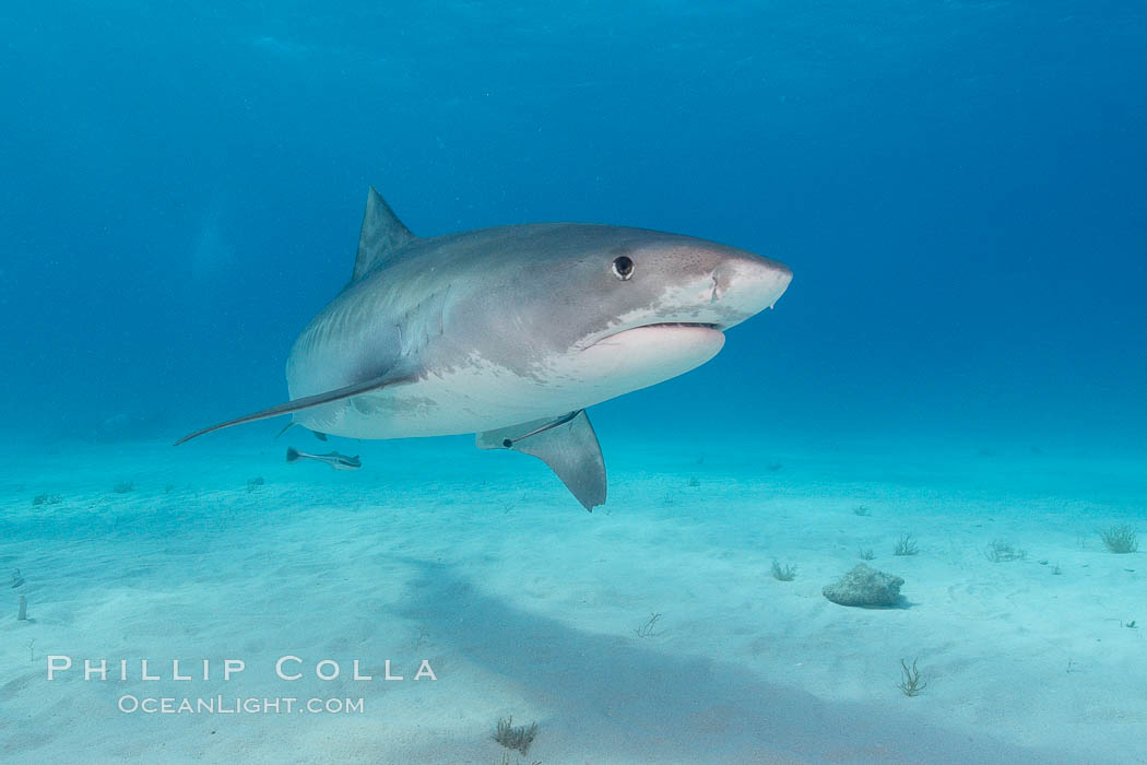 Tiger shark. Bahamas, Galeocerdo cuvier, natural history stock photograph, photo id 10663