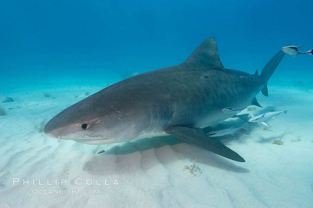 Tiger shark and live sharksucker (remora). Bahamas, Echeneis naucrates, Galeocerdo cuvier, natural history stock photograph, photo id 10669