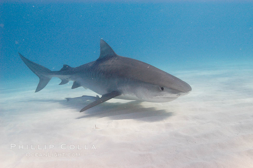 Tiger shark. Bahamas, Galeocerdo cuvier, natural history stock photograph, photo id 10728