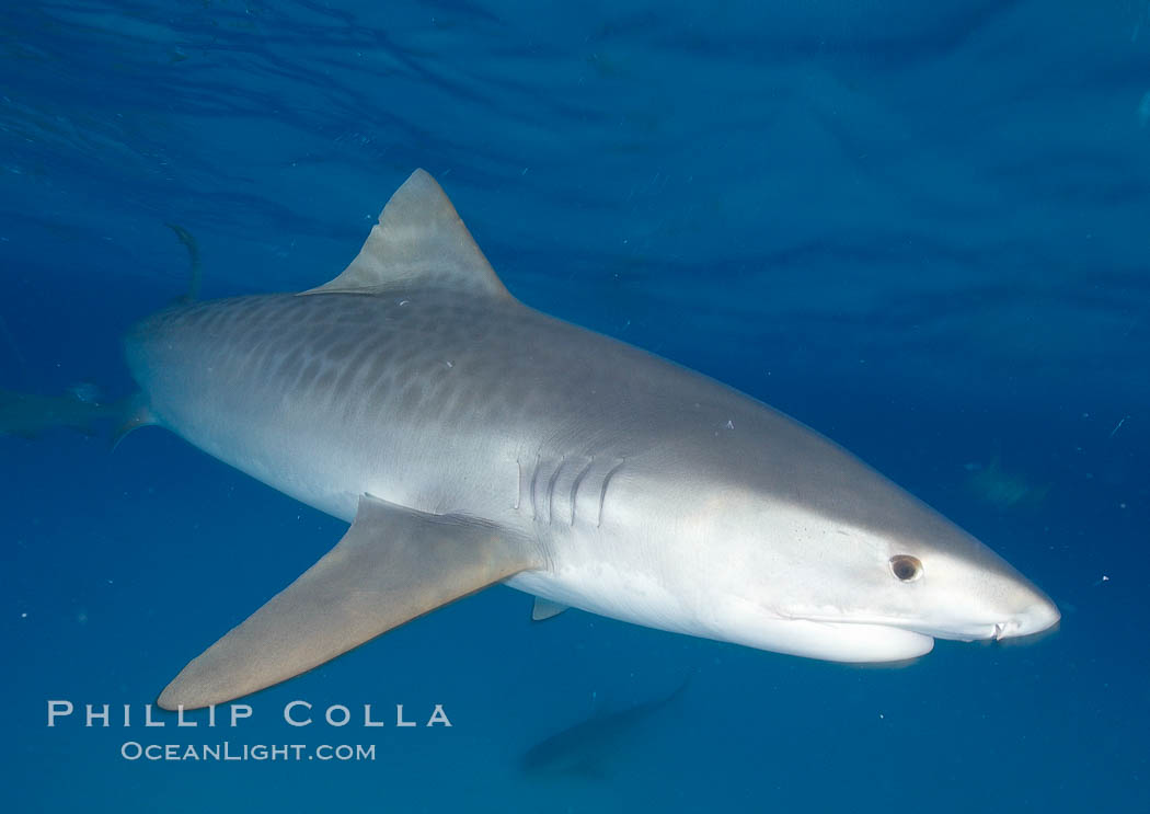 Tiger shark photographed with a polecam (a camera on a long pole triggered from above the water, used by photographers who are too afraid to get in the water). Bahamas, Galeocerdo cuvier, natural history stock photograph, photo id 10744