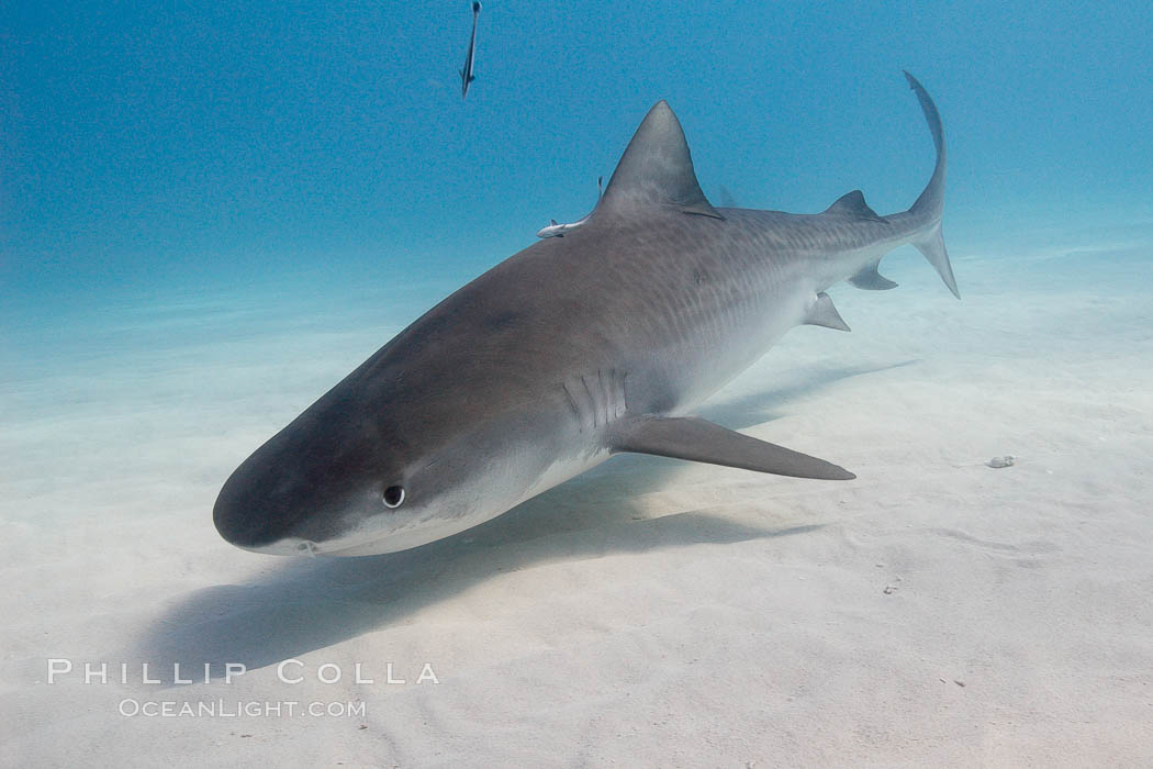 Tiger shark. Bahamas, Galeocerdo cuvier, natural history stock photograph, photo id 10729