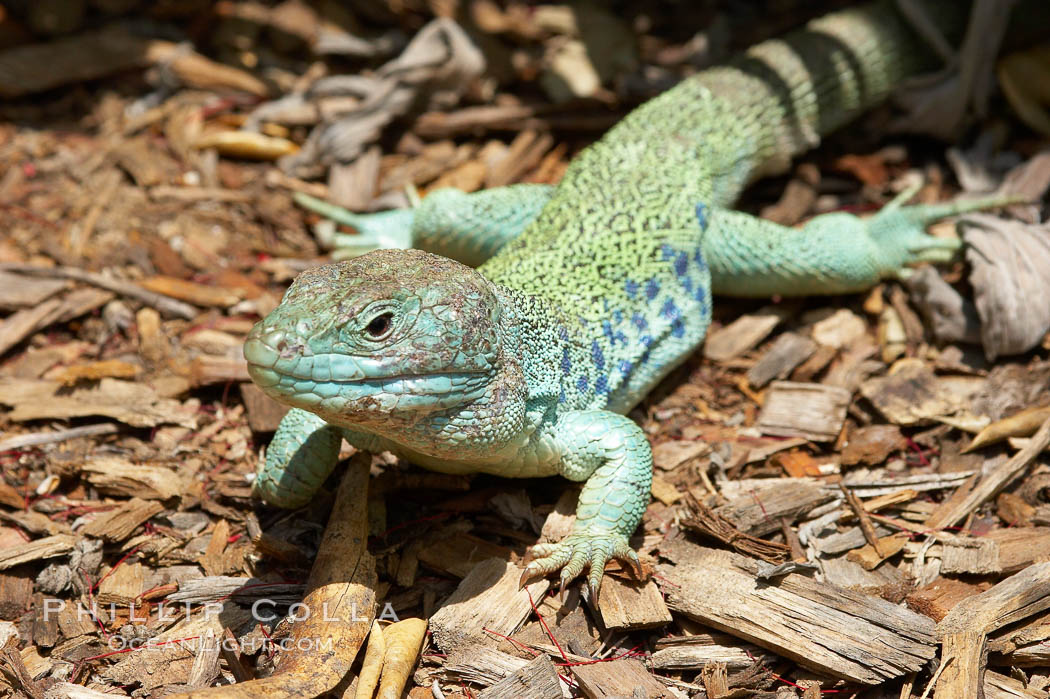 Ocellated lizard., Timon lepidus, natural history stock photograph, photo id 12553