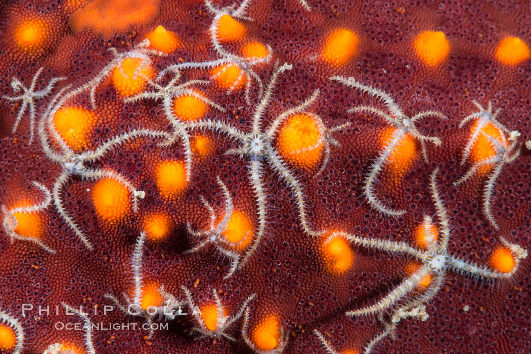 Minute starfish (sea star) living on larger starfish, Sea of Cortez, Mexico, Isla San Diego, Baja California