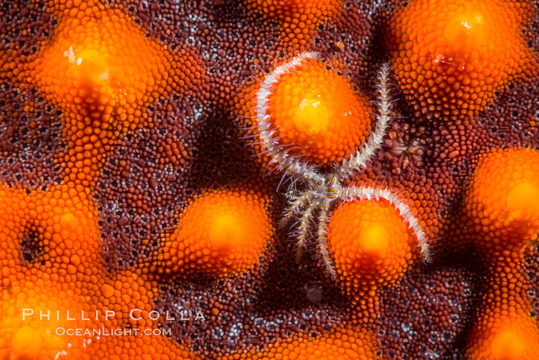 Minute starfish (sea star) living on larger starfish, Sea of Cortez, Mexico. Isla San Diego, Baja California, natural history stock photograph, photo id 33707