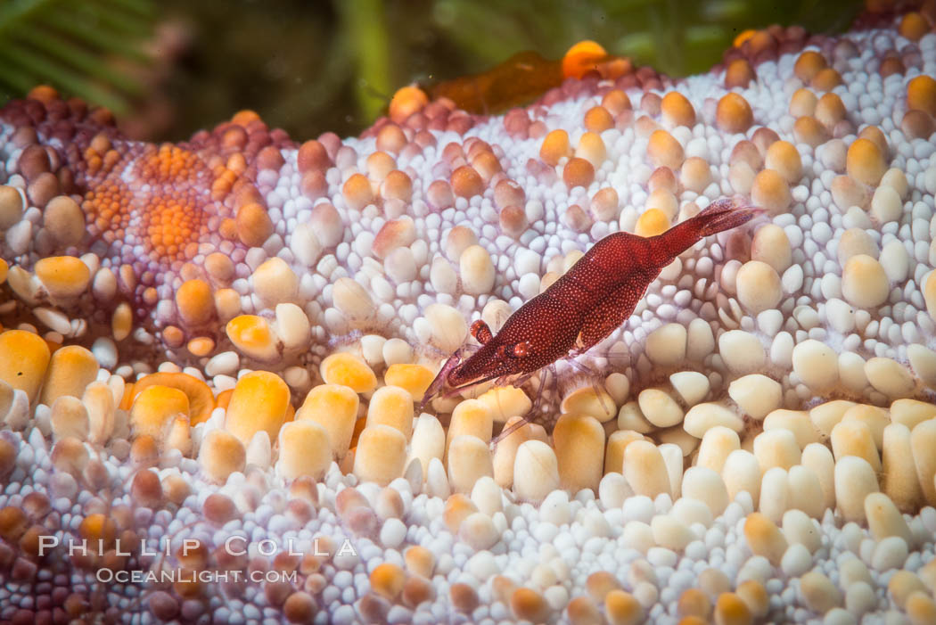 Tiny shrimp living on Starfish, Sea of Cortez. Isla San Diego, Baja California, Mexico, natural history stock photograph, photo id 33708