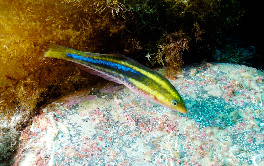 Terminal phase of Halichoeres insularis. Guadalupe Island (Isla Guadalupe), Baja California, Mexico, Halichoeres insularis, natural history stock photograph, photo id 09556