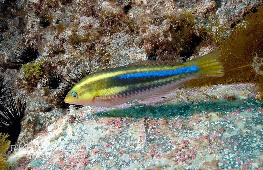 Terminal phase of Halichoeres insularis. Guadalupe Island (Isla Guadalupe), Baja California, Mexico, Halichoeres insularis, natural history stock photograph, photo id 09557