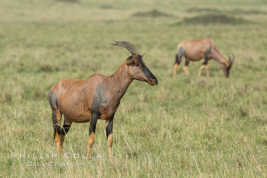Topi. Maasai Mara National Reserve, Kenya, Damaliscus korrigum, natural history stock photograph, photo id 29964