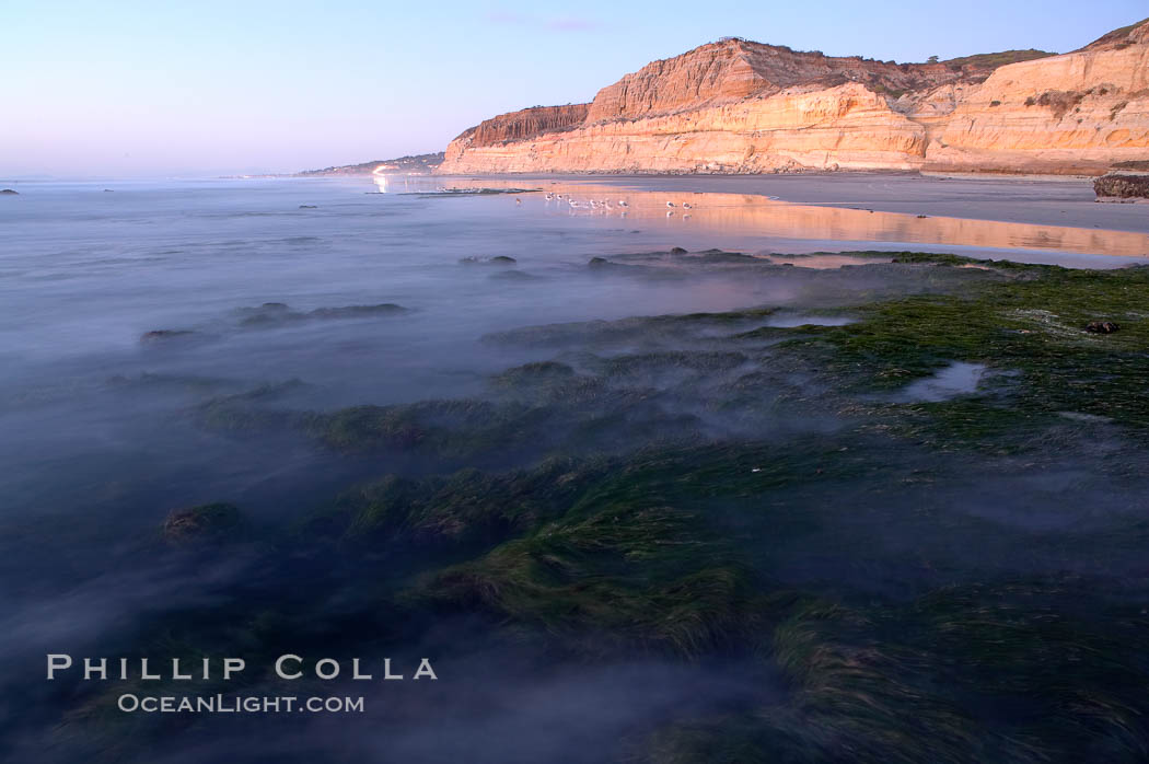 Eel grass sways in an incoming tide, with the sandstone cliffs of Torrey Pines State Reserve in the distance. San Diego, California, USA, natural history stock photograph, photo id 14734