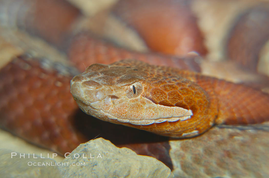 Trans-Pecos copperhead snake.  The Trans-Pecos copperhead is a pit viper found in the Chihuahuan desert of west Texas.  It is found near streams and rivers, wooded areas, logs and woodpiles., Agkistrodon contortrix pictigaster, natural history stock photograph, photo id 12578