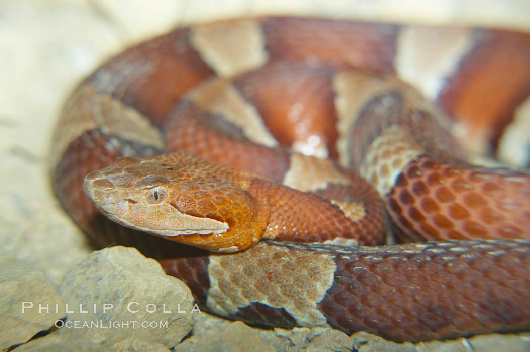 Trans-Pecos copperhead snake.  The Trans-Pecos copperhead is a pit viper found in the Chihuahuan desert of west Texas.  It is found near streams and rivers, wooded areas, logs and woodpiles., Agkistrodon contortrix pictigaster, natural history stock photograph, photo id 12581