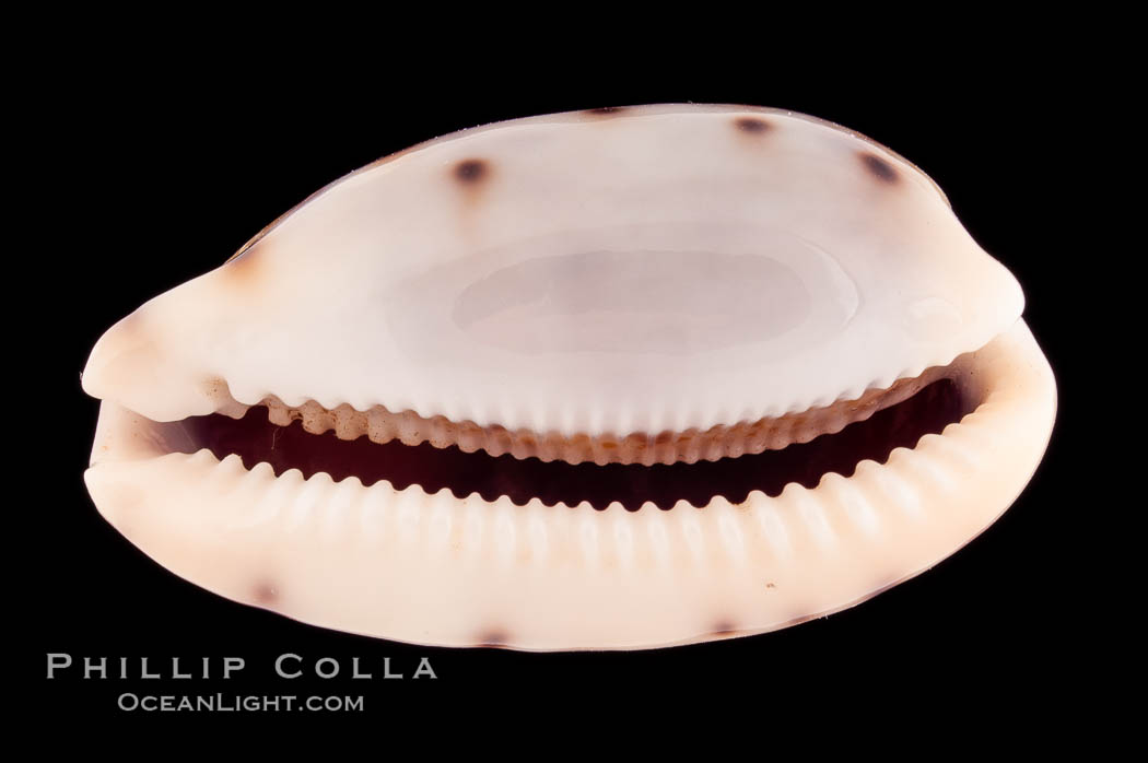 Translucent Tapering Cowrie., Cypraea pellucens, natural history stock photograph, photo id 08746