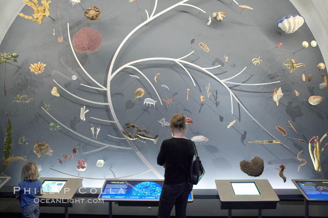 Visitors admire the Tree of Life display at the Milstein Hall of Ocean Life, American Museum of Natural History. New York City, USA, natural history stock photograph, photo id 11231