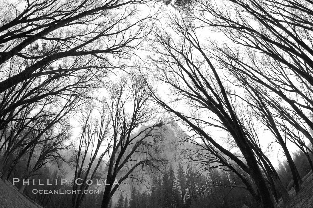 Trees, overcast sky and El Capitan. Yosemite National Park, California, USA, natural history stock photograph, photo id 22795