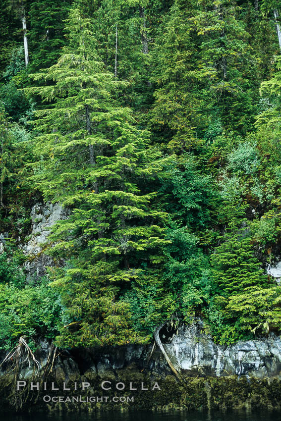 Trees at the waters edge. Frederick Sound, Alaska, USA, natural history stock photograph, photo id 04579