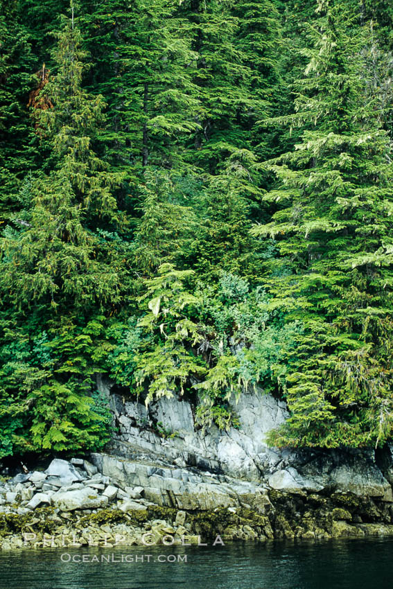 Trees at the waters edge. Frederick Sound, Alaska, USA, natural history stock photograph, photo id 04589