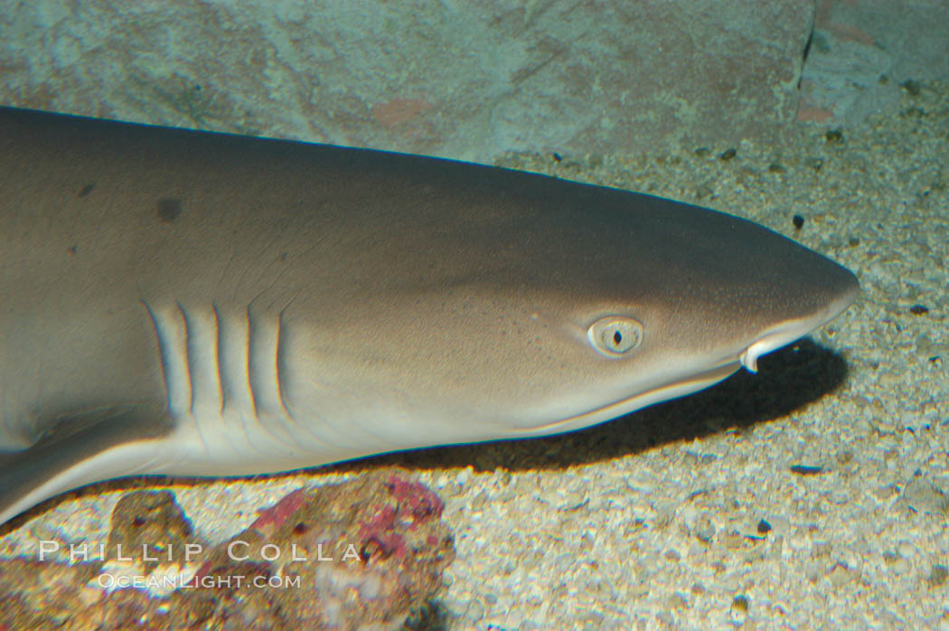 Whitetip reef shark., Triaenodon obesus, natural history stock photograph, photo id 07809