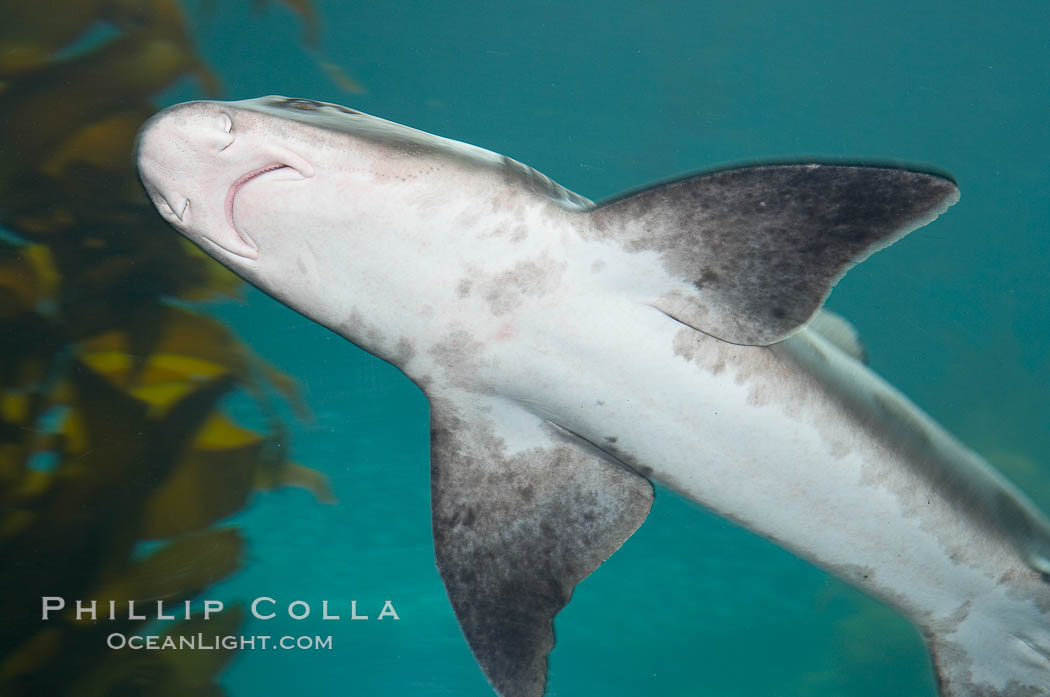 Leopard shark swims through a kelp forest., Triakis semifasciata, natural history stock photograph, photo id 14933