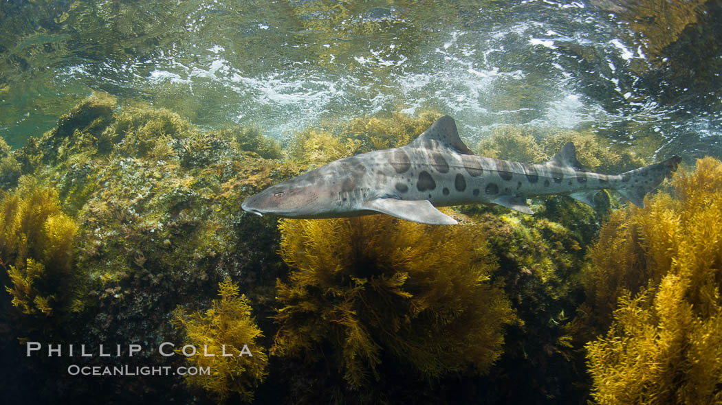 A leopard shark, swimming through the shallows waters of a California reef, underwater, Cystoseira osmundacea marine algae growing on rocky reef, Triakis semifasciata, Cystoseira osmundacea, San Clemente Island