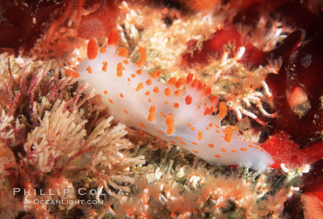 Nudibranch. San Miguel Island, California, USA, Triopha catalinae, natural history stock photograph, photo id 02518