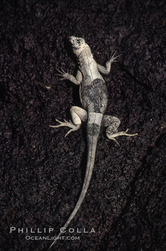 Lava lizard, Punta Espinosa. Fernandina Island, Galapagos Islands, Ecuador, Tropidurus, natural history stock photograph, photo id 01748