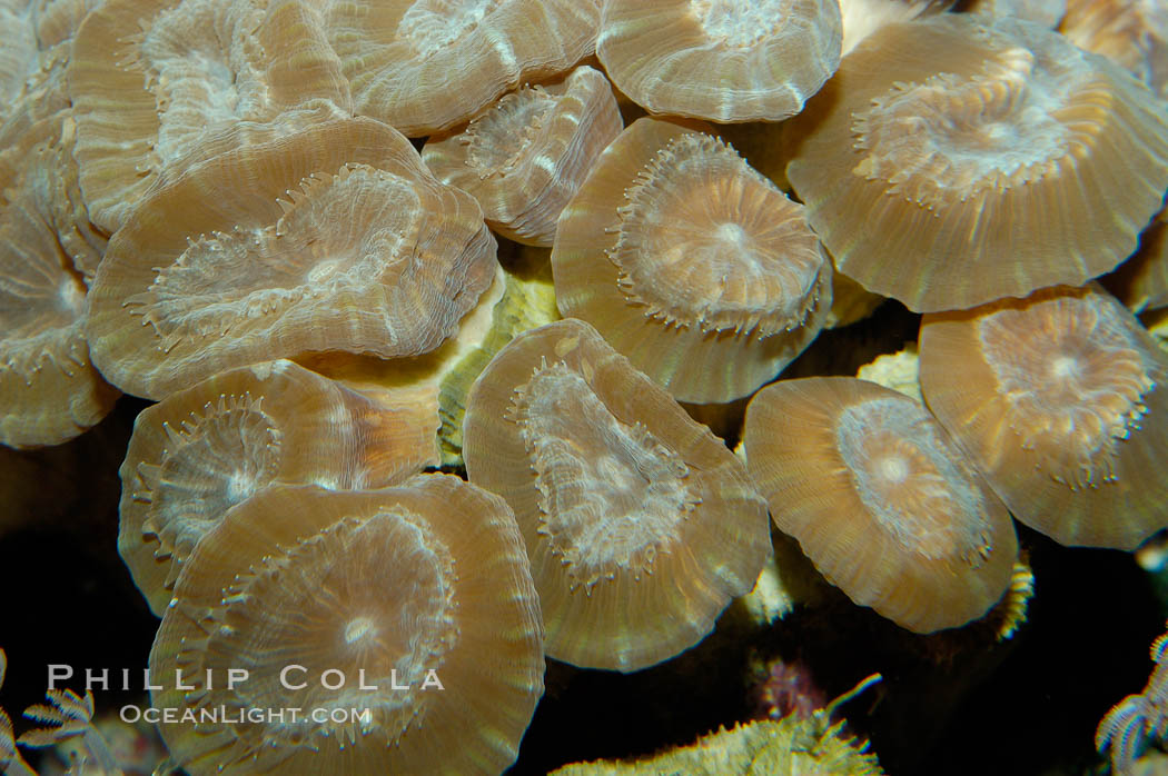 Trumpet coral., Caulastrea echinulata, natural history stock photograph, photo id 10292