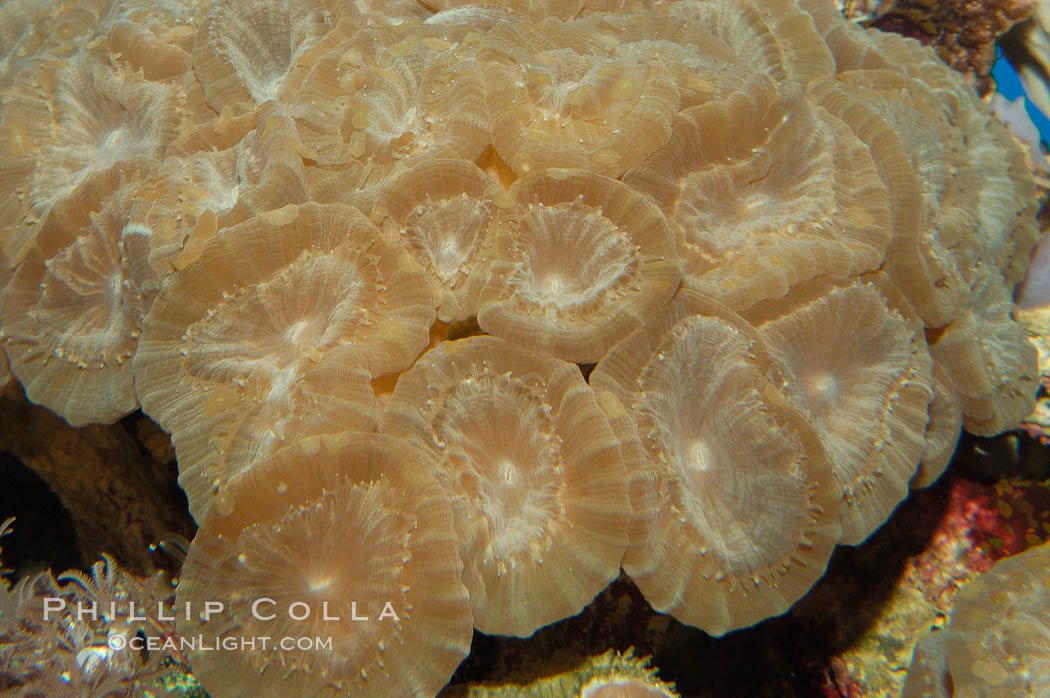Trumpet coral., Caulastrea echinulata, natural history stock photograph, photo id 08709