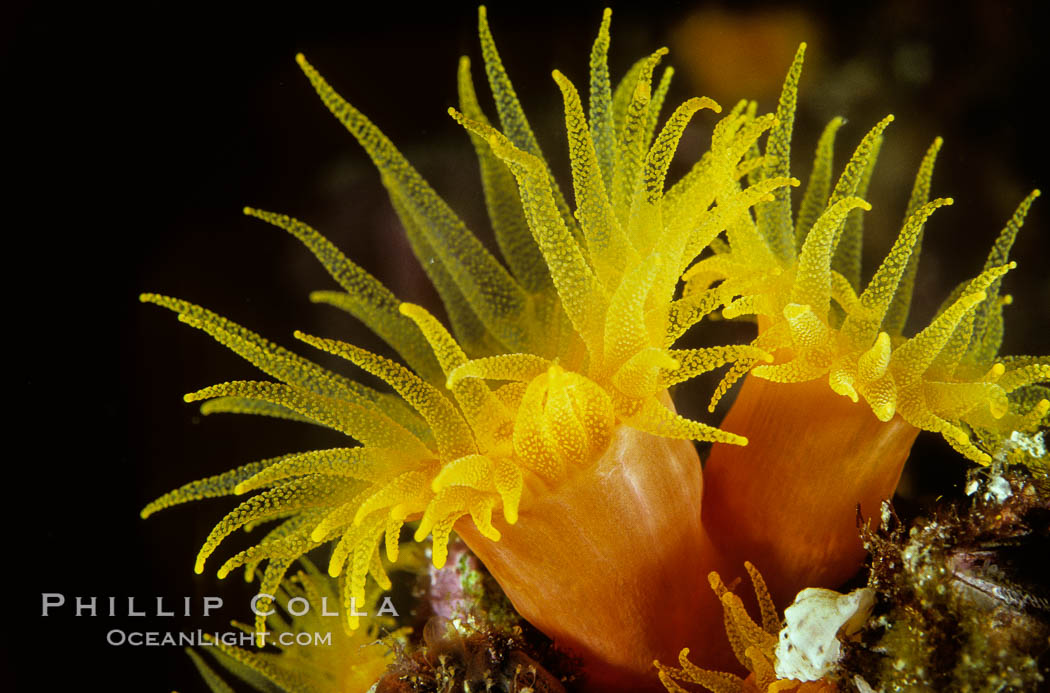 Orange cup coral. Isla Champion, Galapagos Islands, Ecuador, Tubastrea coccinea, natural history stock photograph, photo id 01858