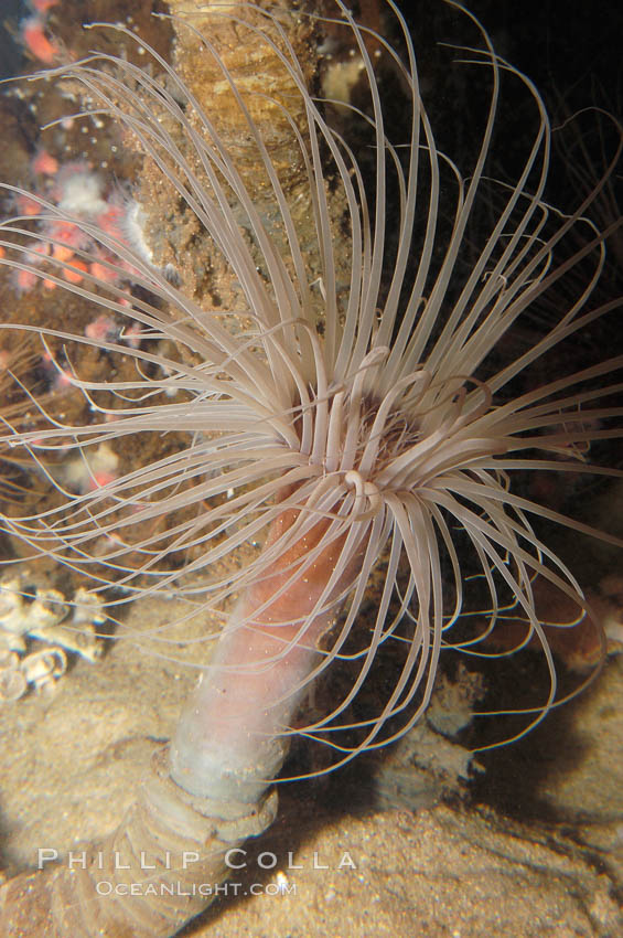 Tube anemone., Pachycerianthus fimbriatus, natural history stock photograph, photo id 08940