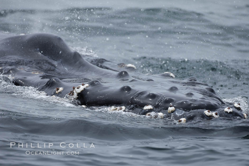 Tubercles on the rostrum of a humpback whale.  Tubercles are actually hair follicles, and small coarse hair grows from each tubercle on the whale's head (rostrum). Santa Rosa Island, California, USA, Megaptera novaeangliae, natural history stock photograph, photo id 27040