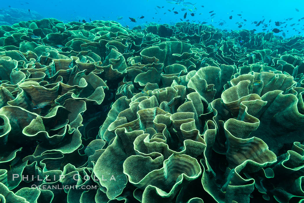 Spectacular display of pristine cabbage coral, Turbinaria reniformis, in Nigali Pass on Gao Island, Fiji. Nigali Passage, Gau Island, Lomaiviti Archipelago, Cabbage coral, Turbinaria reniformis, natural history stock photograph, photo id 31314