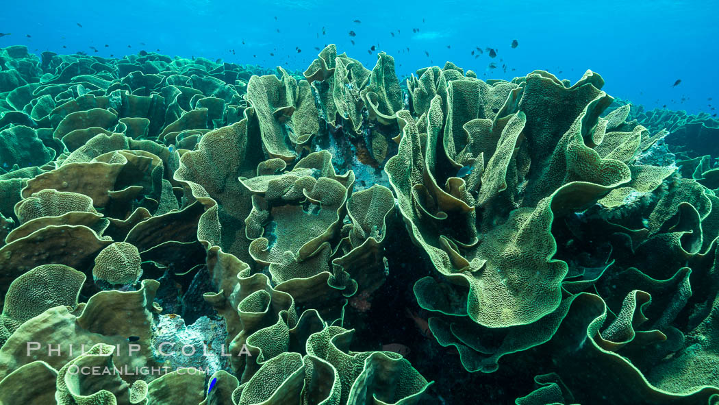 Spectacular display of pristine cabbage coral, Turbinaria reniformis, in Nigali Pass on Gao Island, Fiji. Nigali Passage, Gau Island, Lomaiviti Archipelago, Cabbage coral, Turbinaria reniformis, natural history stock photograph, photo id 31726