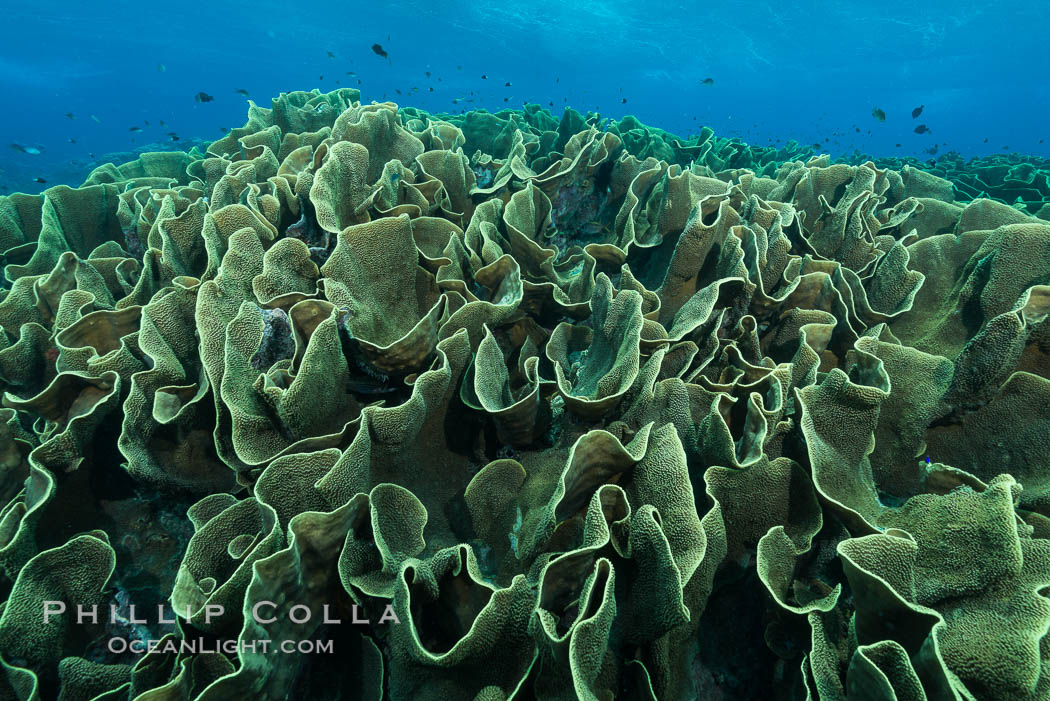 Spectacular display of pristine cabbage coral, Turbinaria reniformis, in Nigali Pass on Gao Island, Fiji. Nigali Passage, Gau Island, Lomaiviti Archipelago, Cabbage coral, Turbinaria reniformis, natural history stock photograph, photo id 31336