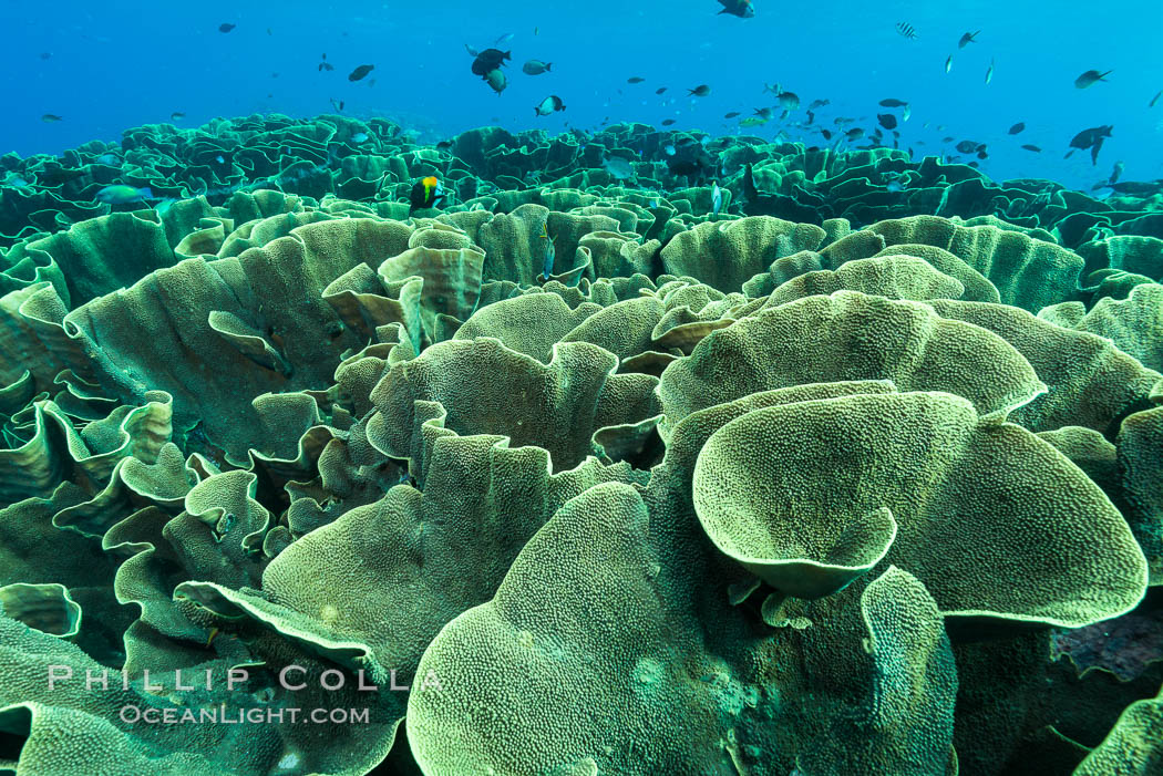 Spectacular display of pristine cabbage coral, Turbinaria reniformis, in Nigali Pass on Gao Island, Fiji. Nigali Passage, Gau Island, Lomaiviti Archipelago, Cabbage coral, Turbinaria reniformis, natural history stock photograph, photo id 31392
