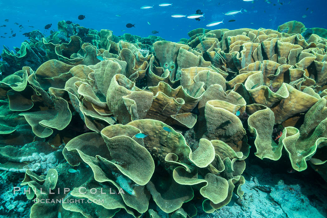 Spectacular display of pristine cabbage coral, Turbinaria reniformis, in Nigali Pass on Gao Island, Fiji. Nigali Passage, Gau Island, Lomaiviti Archipelago, Cabbage coral, Turbinaria reniformis, natural history stock photograph, photo id 31536