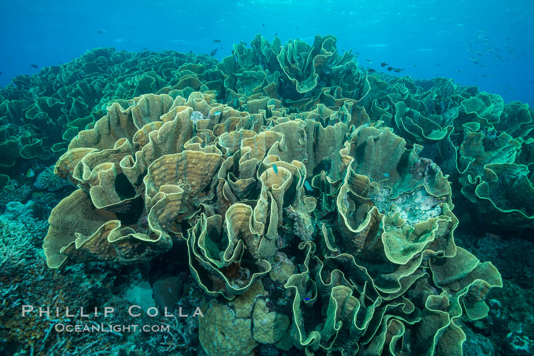 Spectacular display of pristine cabbage coral, Turbinaria reniformis, in Nigali Pass on Gao Island, Fiji. Nigali Passage, Gau Island, Lomaiviti Archipelago, Cabbage coral, Turbinaria reniformis, natural history stock photograph, photo id 31732