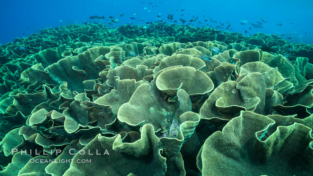 Spectacular display of pristine cabbage coral, Turbinaria reniformis, in Nigali Pass on Gao Island, Fiji. Nigali Passage, Gau Island, Lomaiviti Archipelago, Cabbage coral, Turbinaria reniformis, natural history stock photograph, photo id 31391