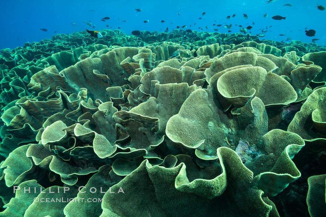 Spectacular display of pristine cabbage coral, Turbinaria reniformis, in Nigali Pass on Gao Island, Fiji. Nigali Passage, Gau Island, Lomaiviti Archipelago, Cabbage coral, Turbinaria reniformis, natural history stock photograph, photo id 31735